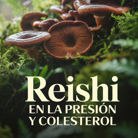 PROMOCIÓN 1+1 Pack GRATIS Reishi premium